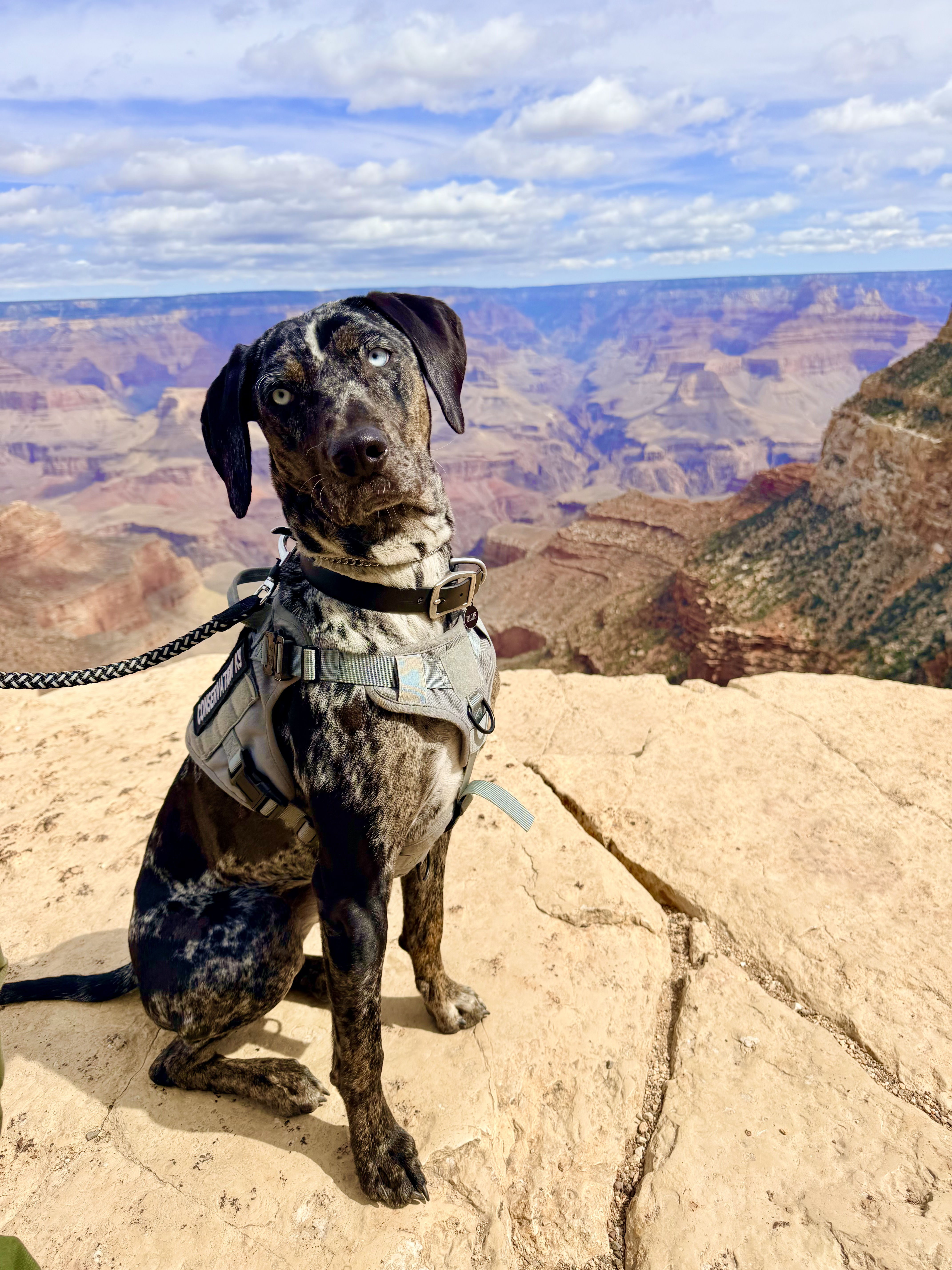 Blue K9 at side of Grand Canyon