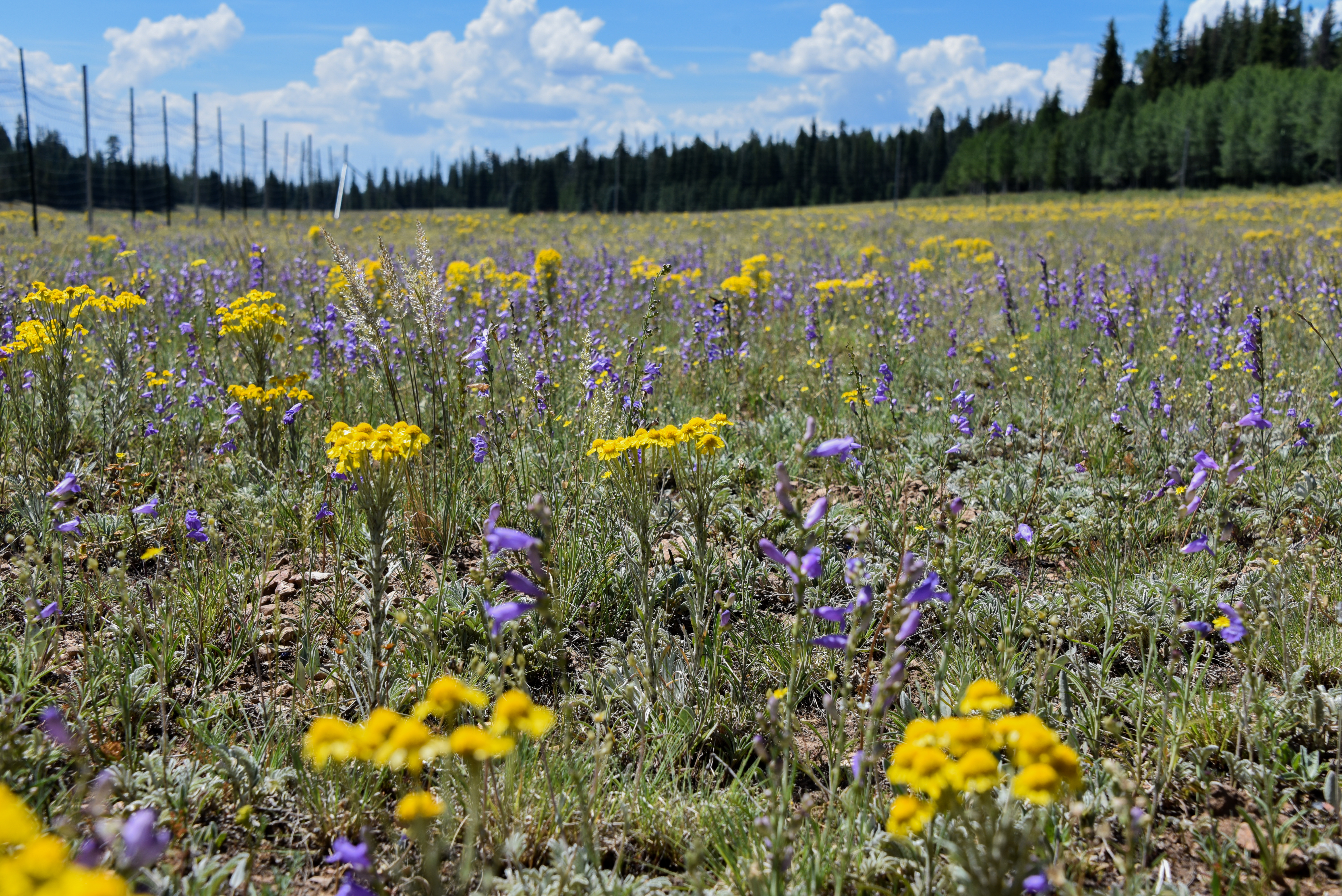 Field Institute: North Rim Plants & Animals
Field of flowers inside a bison exclosure.. The yellow flowers are Coopers Goldenflower - a flower that bison do not like to eat!