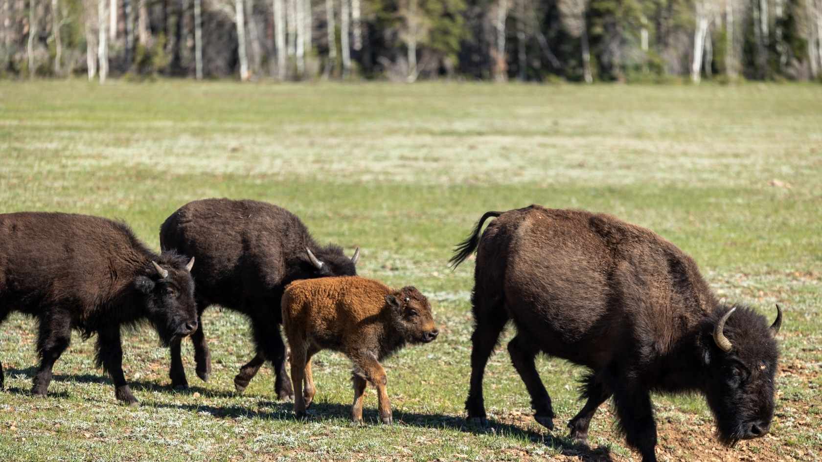 Photo of bison family with calf taken at Grand Canyon's North Rim