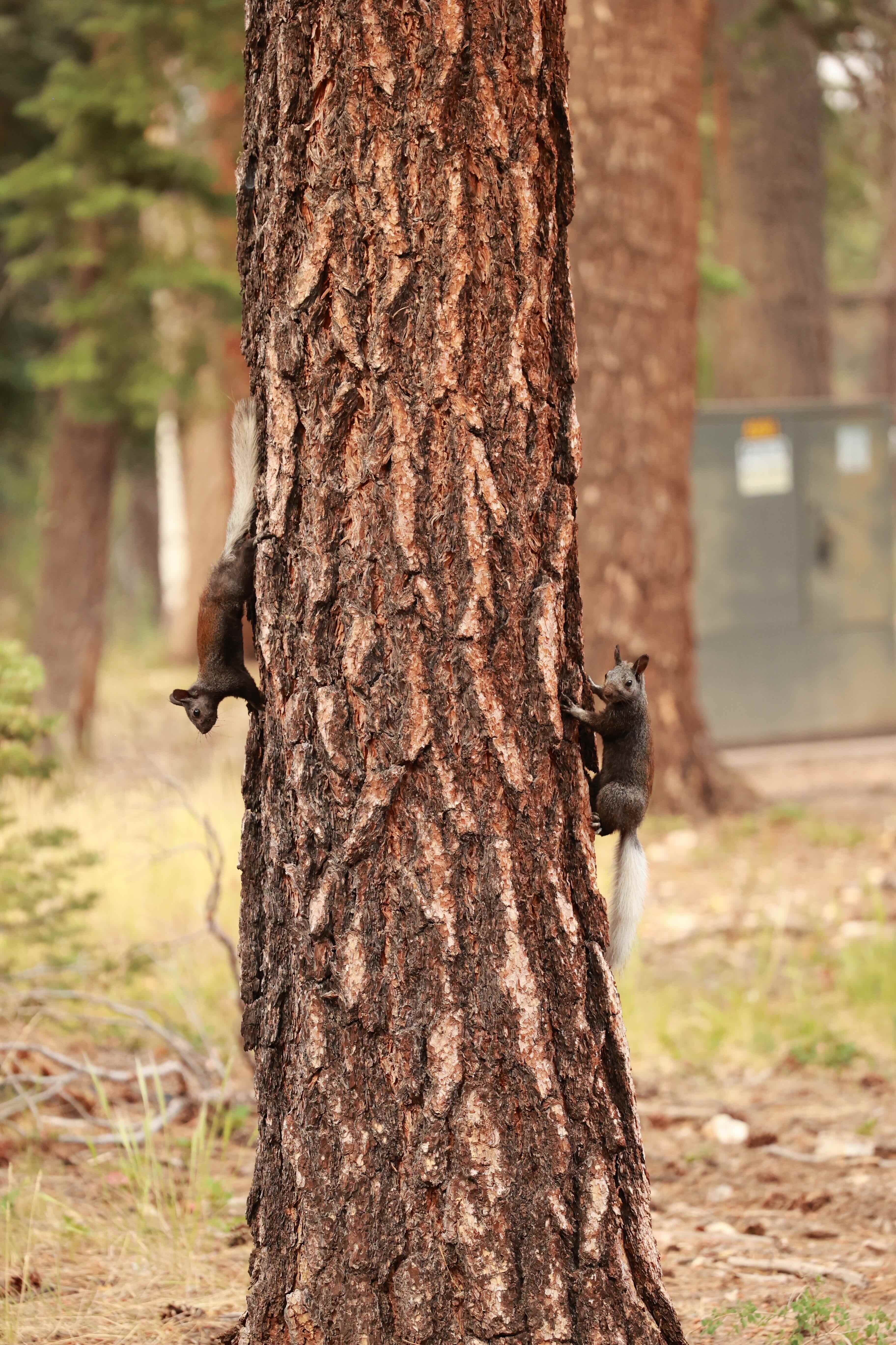 Kaibab Squirrels North Rim