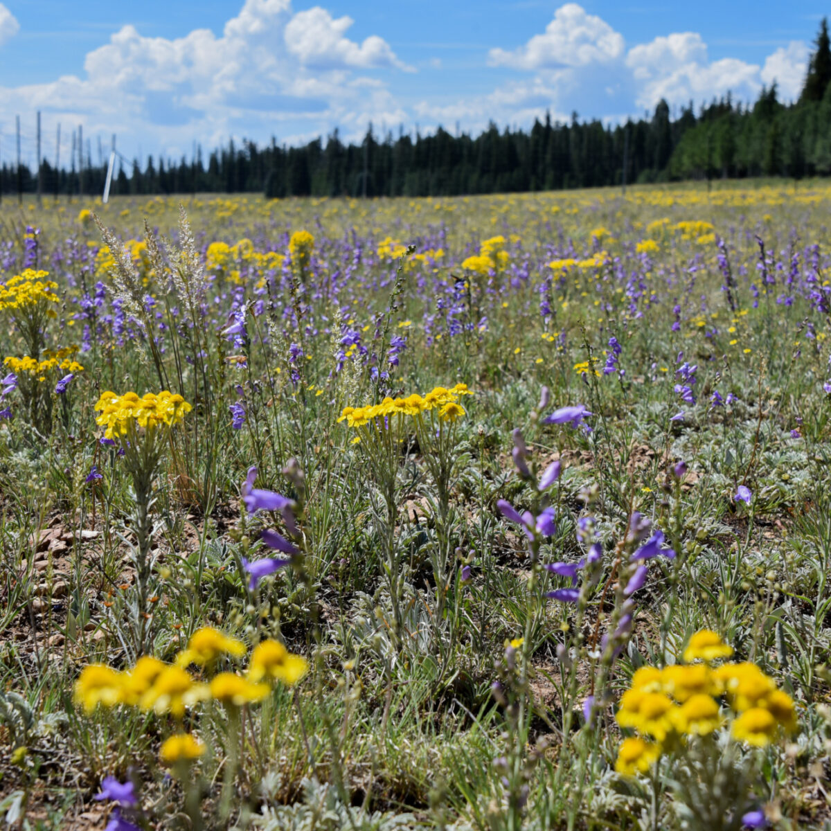 Field Institute: North Rim Plants & Animals
Field of flowers inside a bison exclosure.. The yellow flowers are Coopers Goldenflower - a flower that bison do not like to eat!