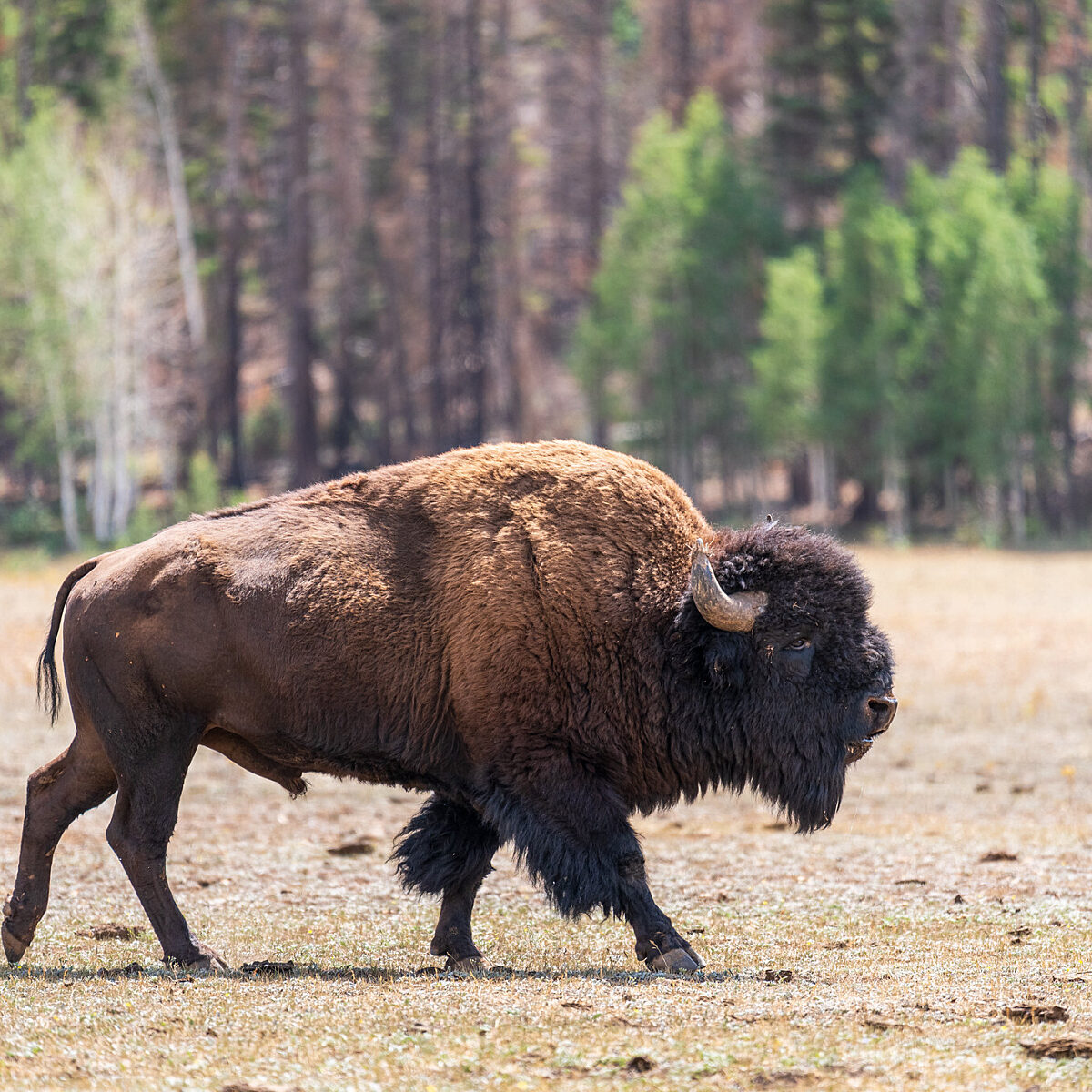 A male bison walks in a meadow near the North Rim Entrance Station within Grand Canyon National Park.