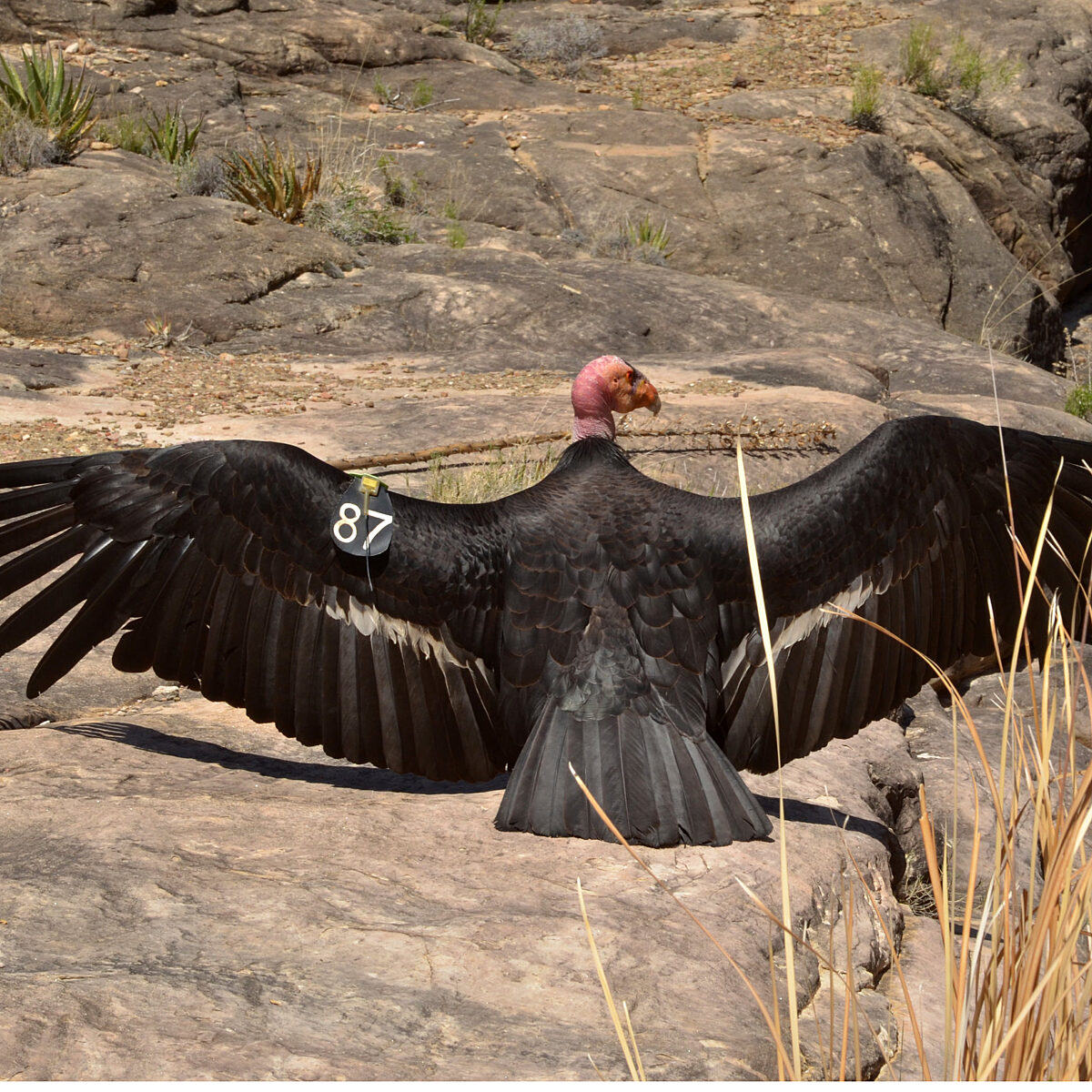 California Condor spreads its wings