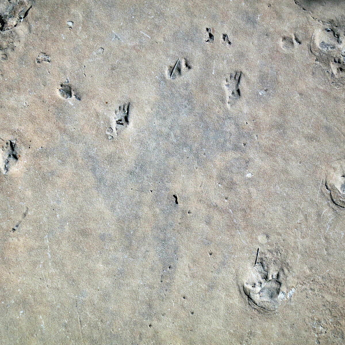 Fossils on the Hermit Trail