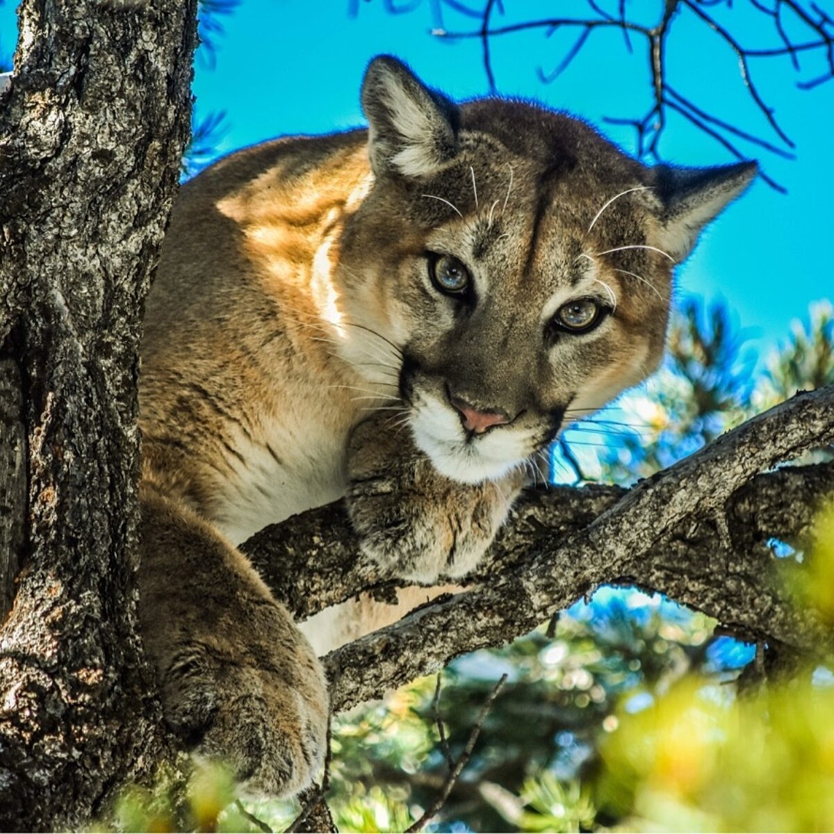 Mountain lion