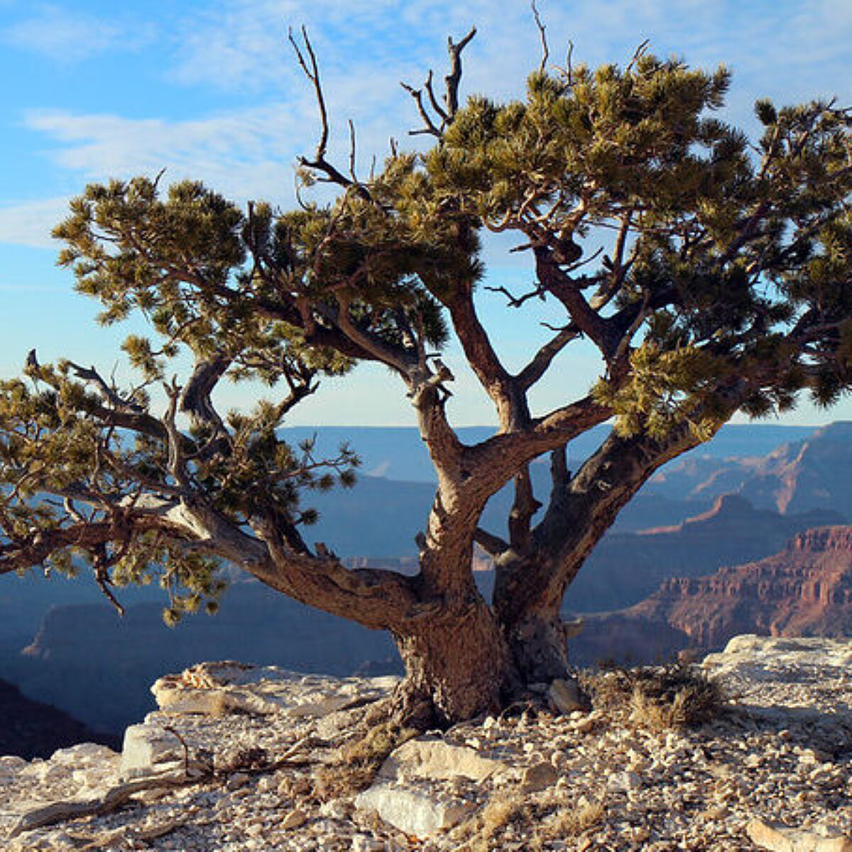 Pinyon Pine Tree on the Rim