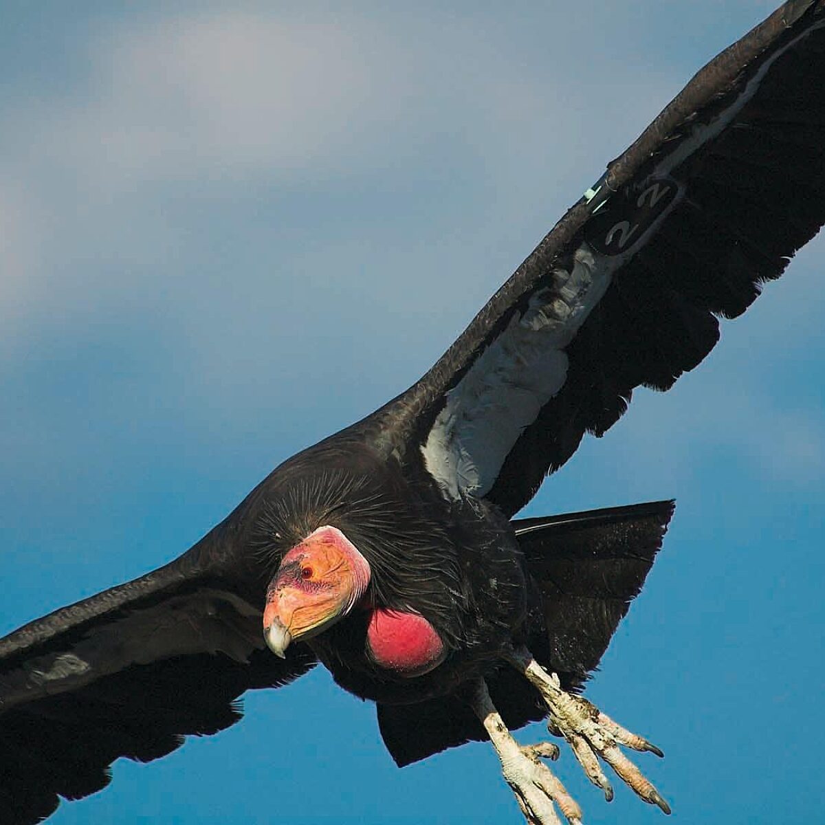 A large black bird with a red head flies with outstretched wings against a blue sky.