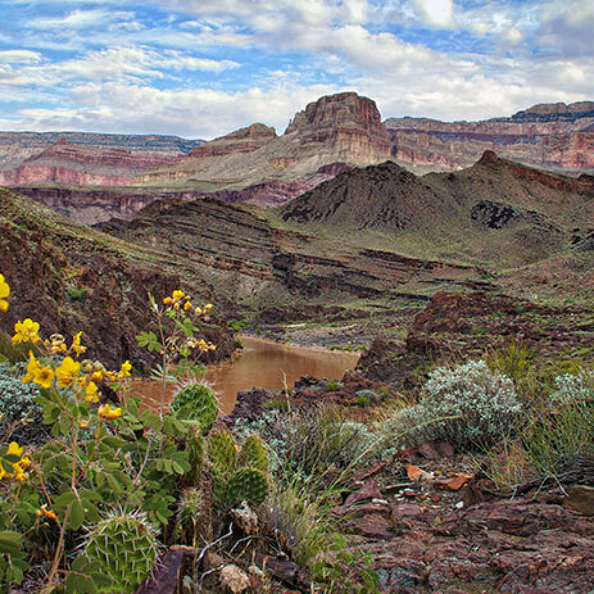 Spring flowers and cactus in bloom in front of Grand Canyon view, photo by Amy S. Martin