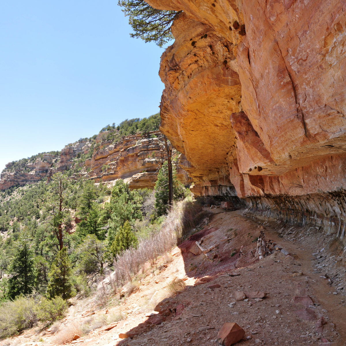 Trail along Grand Canyon Cliff Springs