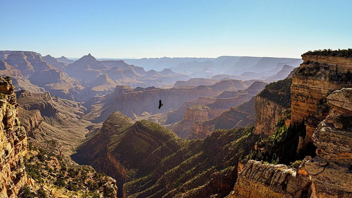 Bird flying over Grand Canyon