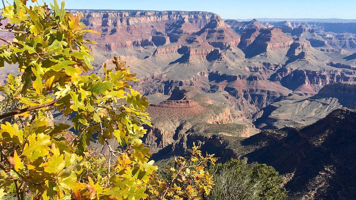 A Gambel Oak begins to turn colors on the South Rim