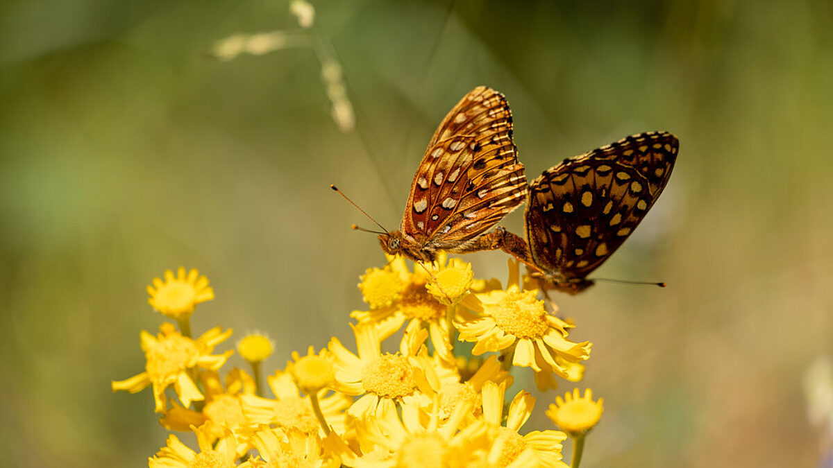 Butterfly on the North RIm