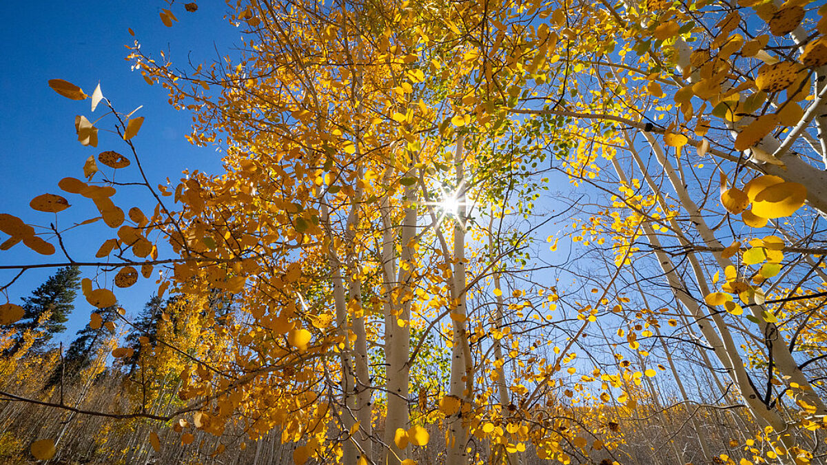 Fall Colors Aspen Grove. Photo L Cisneros