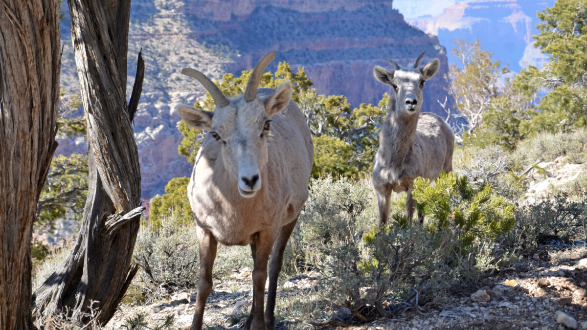 Grand Canyon Nat. Park: Desert Bighorn Sheep 3726
Among the largest hoofed mammals in the park, the desert bighorn sheep, Ovis canadensis, are relatively scarce along the rim, preferring the rocky slopes and side canyons of the inner canyon. These animals roam the entire depth of the canyon from the rims to the Colorado River, .