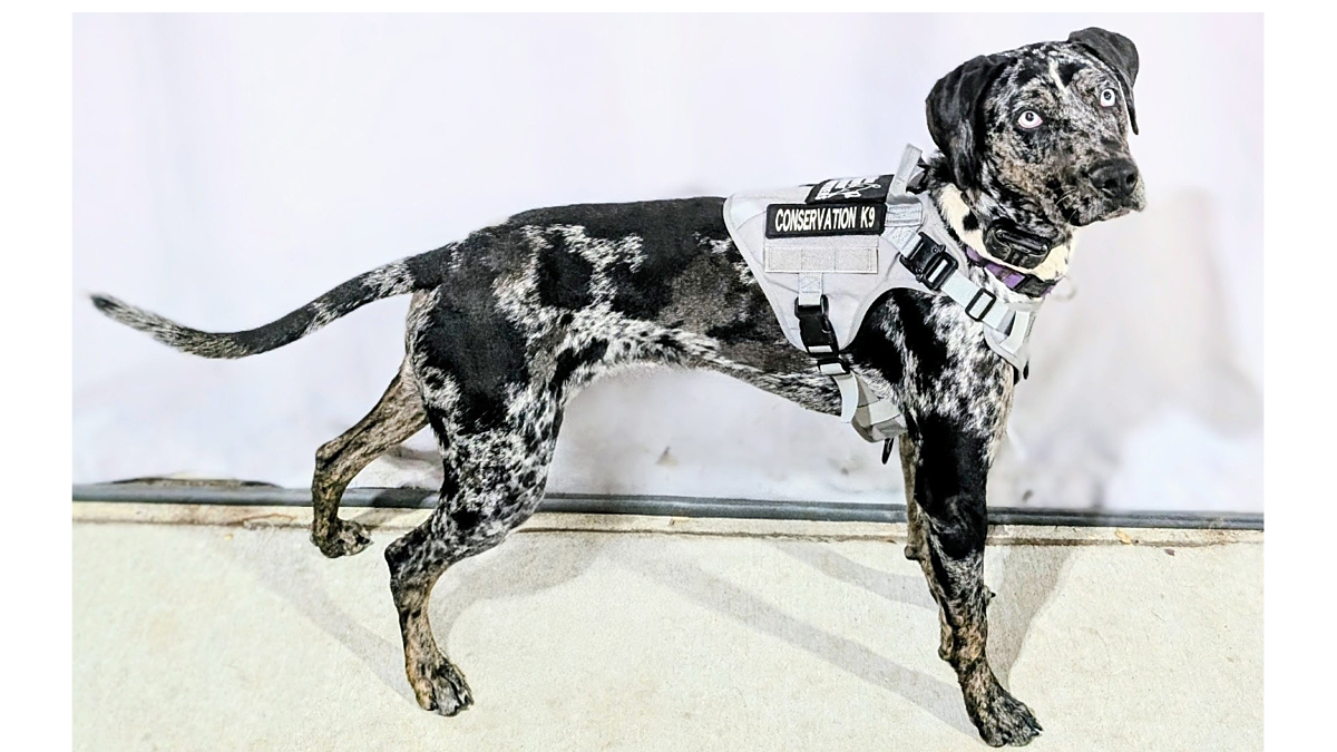 Blue full framed border