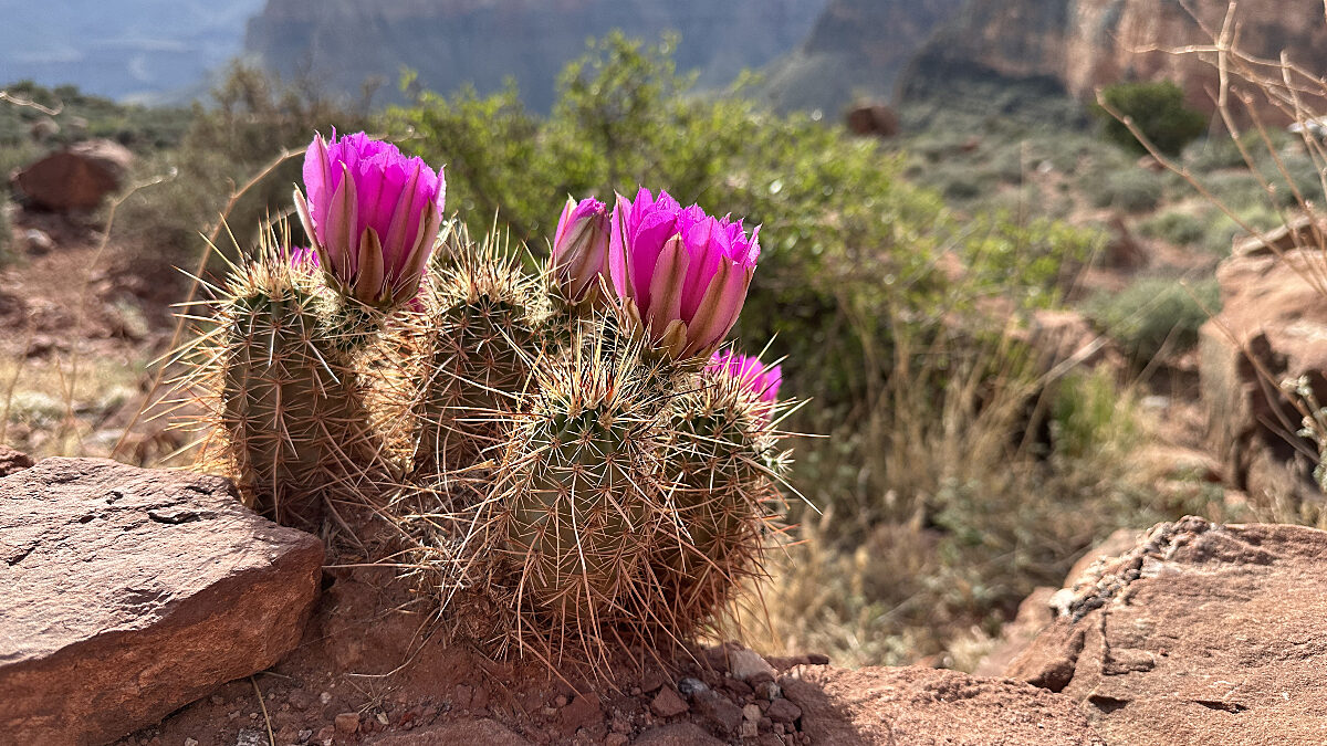 Flowers blooming on cactus in the spring in the inner canyon - pc L/Cisneros