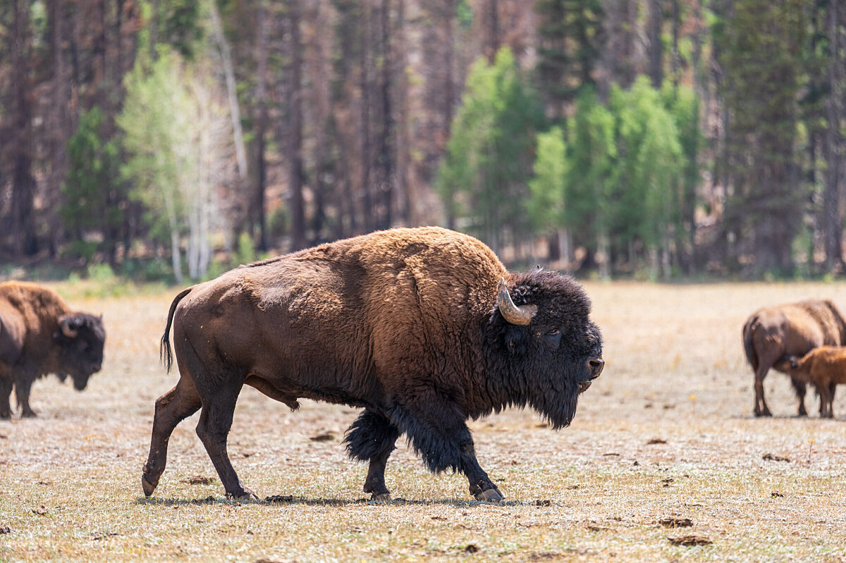 A male bison walks in a meadow near the North Rim Entrance Station within Grand Canyon National Park.