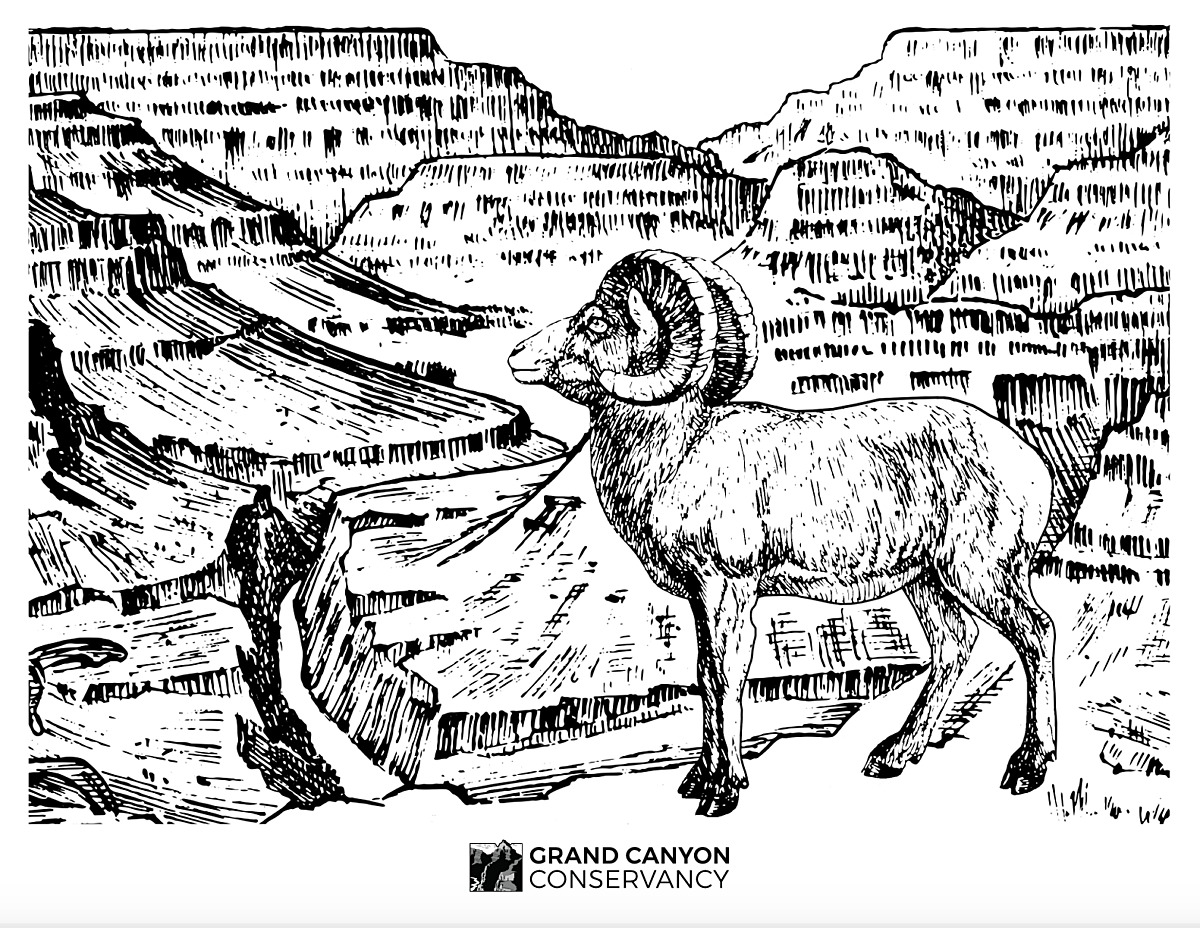 Drawing of a desert bighorn sheep in front of Grand Canyon
