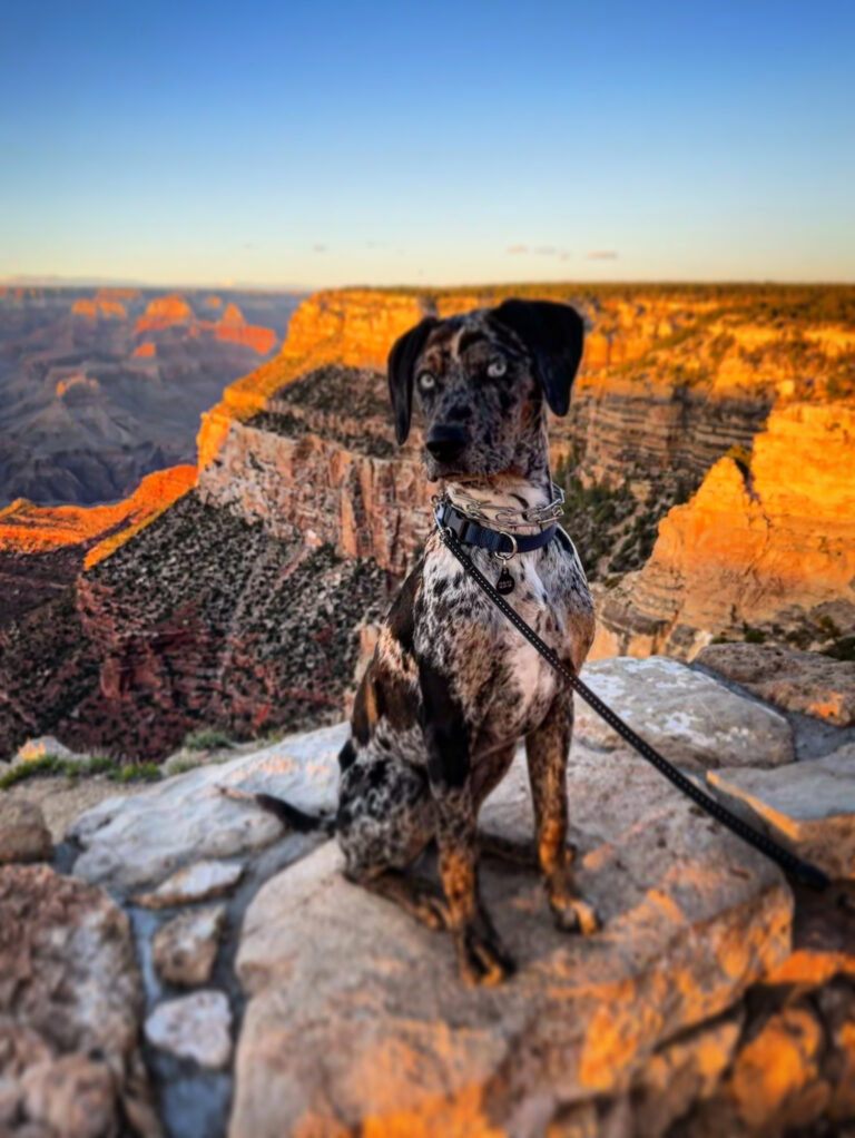Grand Canyon's K-9 Ranger, Blue, Photographed with the canyon in the background