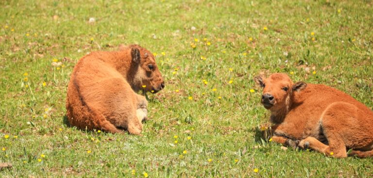 Baby bison in the meadow on the North Rim of Grand Canyon