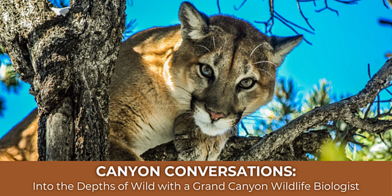 Canyon Conversations Wildlife