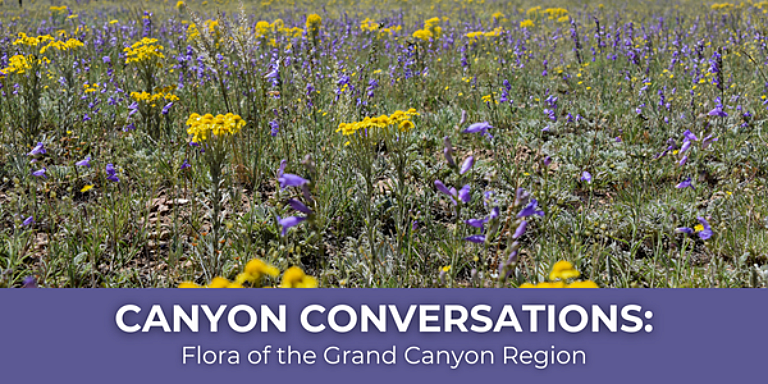 Canyon Conversations Flora of the Grand Canyon Region19