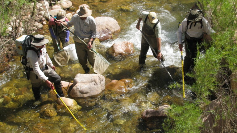 Humpback Chub Translocation to Shinumo Creek
2010 Humpback Chub Translocation to Shinumo Creek in Grand Canyon National Park.