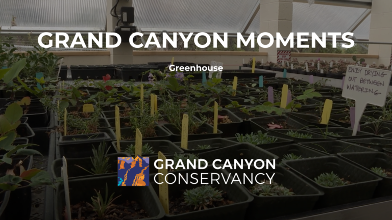 Grand Canyon Moments: Greenhouse