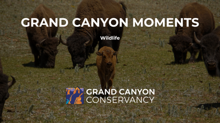 Grand Canyon Moments: Wildlife