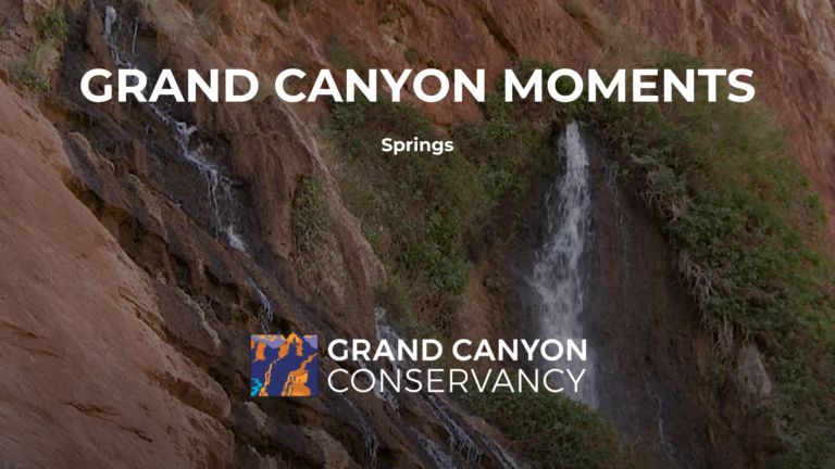 Grand Canyon Moments: Springs