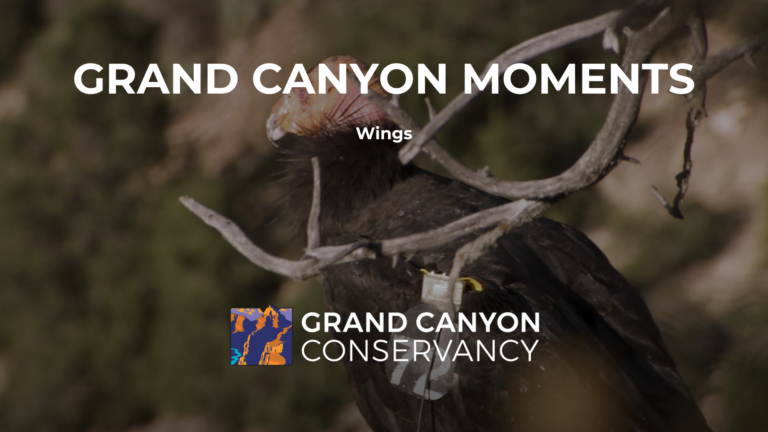 Grand Canyon Moments: Wings