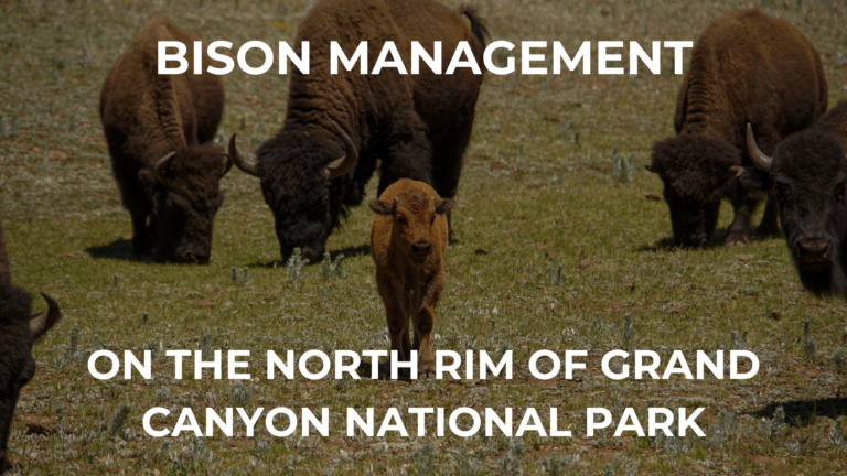 Grand Canyon Bison Management Video