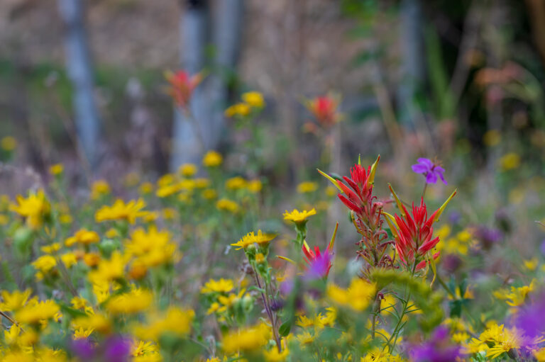 A mixture of wildflowers in an open meadow on the North Rim. Annual blooms return to the North Rim post Dragon Bravo Fire.