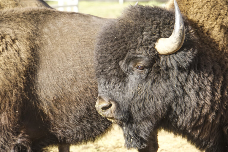 Portrait of a young bull bison in the capture pen.