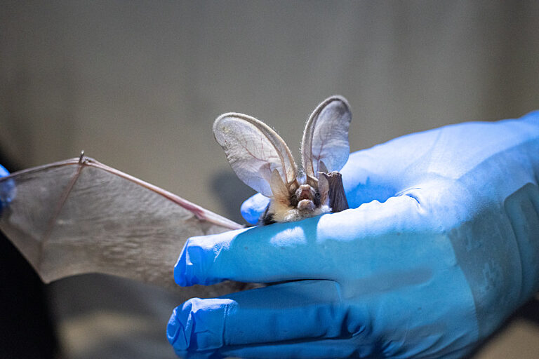 Bat Monitoring 2023
Spotted bat (Euderma maculatum) - uncommon bat to capture in the state of Arizona.