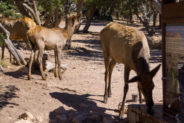 Elk drinking  water from the water refill station on the South Rim before the enclosures were installed. Photo: Brian Erickson