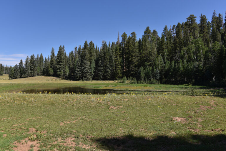A meadow within the Grand Canyon National Park