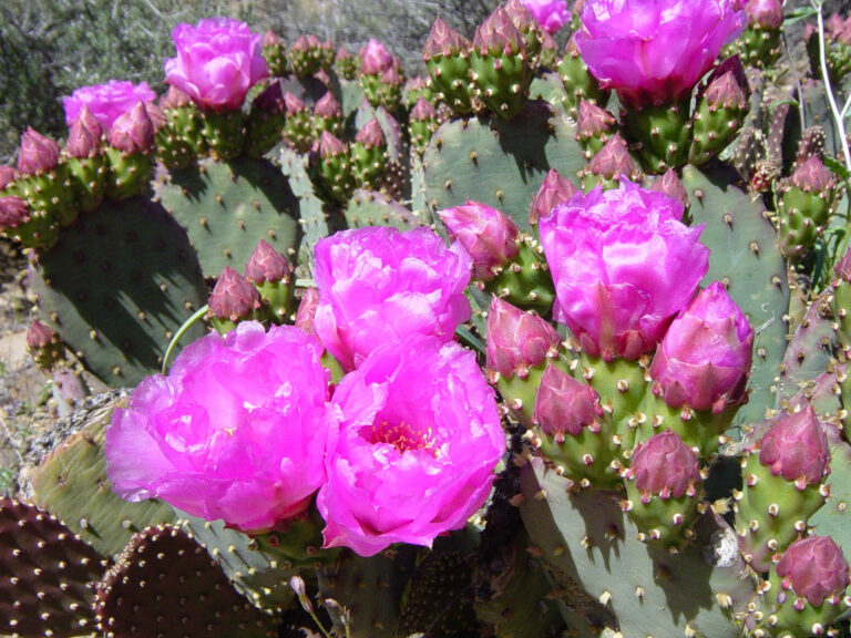 Beavertail cactus blooming in grand canyon national park. (Opuntia basilaris engelm)