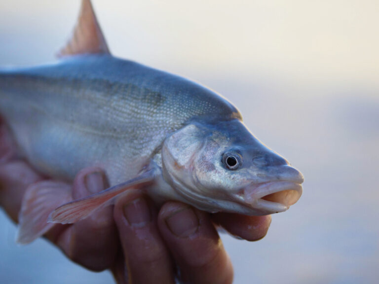Humpback Chub