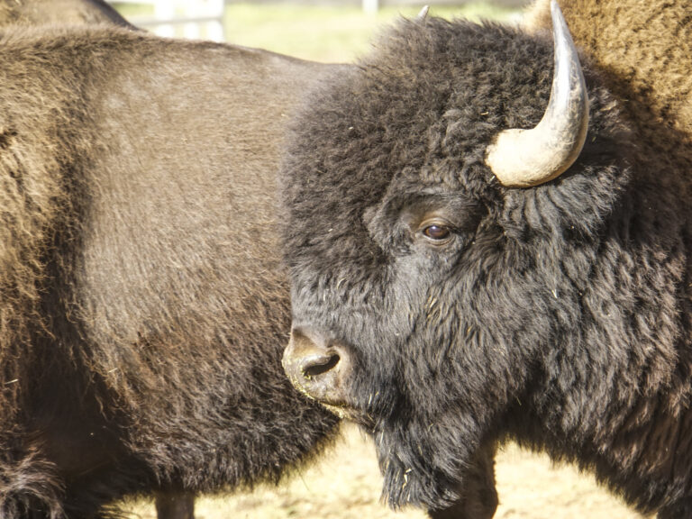 Portrait of a young bull bison in the capture pen.