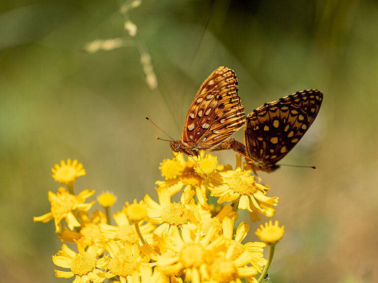 Butterfly on the North RIm