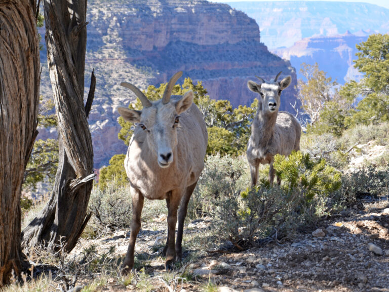 Grand Canyon Nat. Park: Desert Bighorn Sheep 3726
Among the largest hoofed mammals in the park, the desert bighorn sheep, Ovis canadensis, are relatively scarce along the rim, preferring the rocky slopes and side canyons of the inner canyon. These animals roam the entire depth of the canyon from the rims to the Colorado River, .