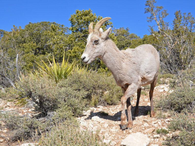 A Bighorn sheep roams around at Grand Canyon National Park.