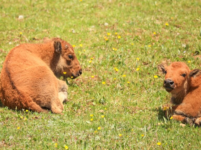 Baby bison in the meadow on the North Rim of Grand Canyon