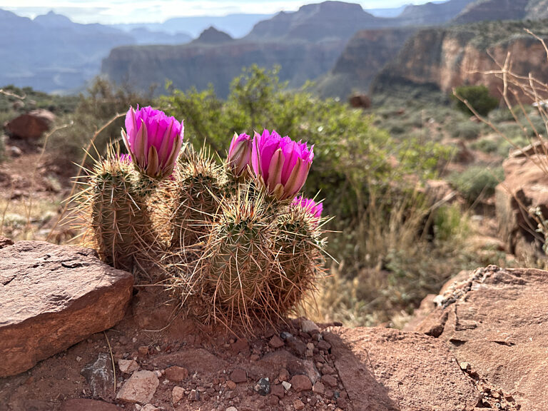 Flowers blooming on cactus in the spring in the inner canyon - pc L/Cisneros
