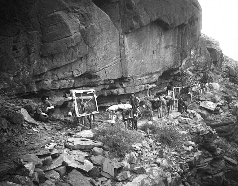 William bass hauling cabin makings on burros down his trail. Just below the esplanade. Circa 1906. Kolb bros.
