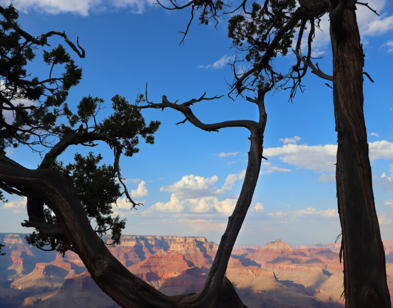 Photo By: Leonidas, age 12, Boys & Girls Clubs of Tucson