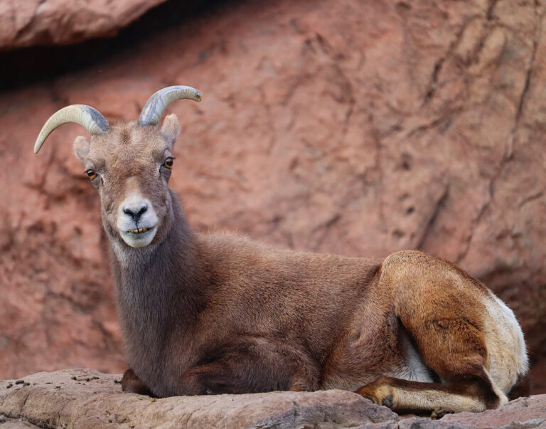 Photo By: Matias, age 13, Marana Middle School