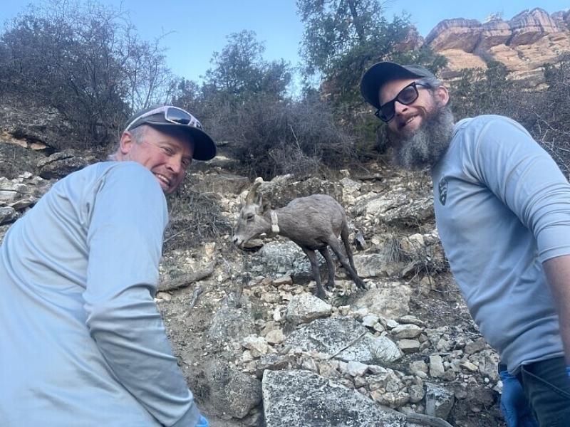Bighorn sheep